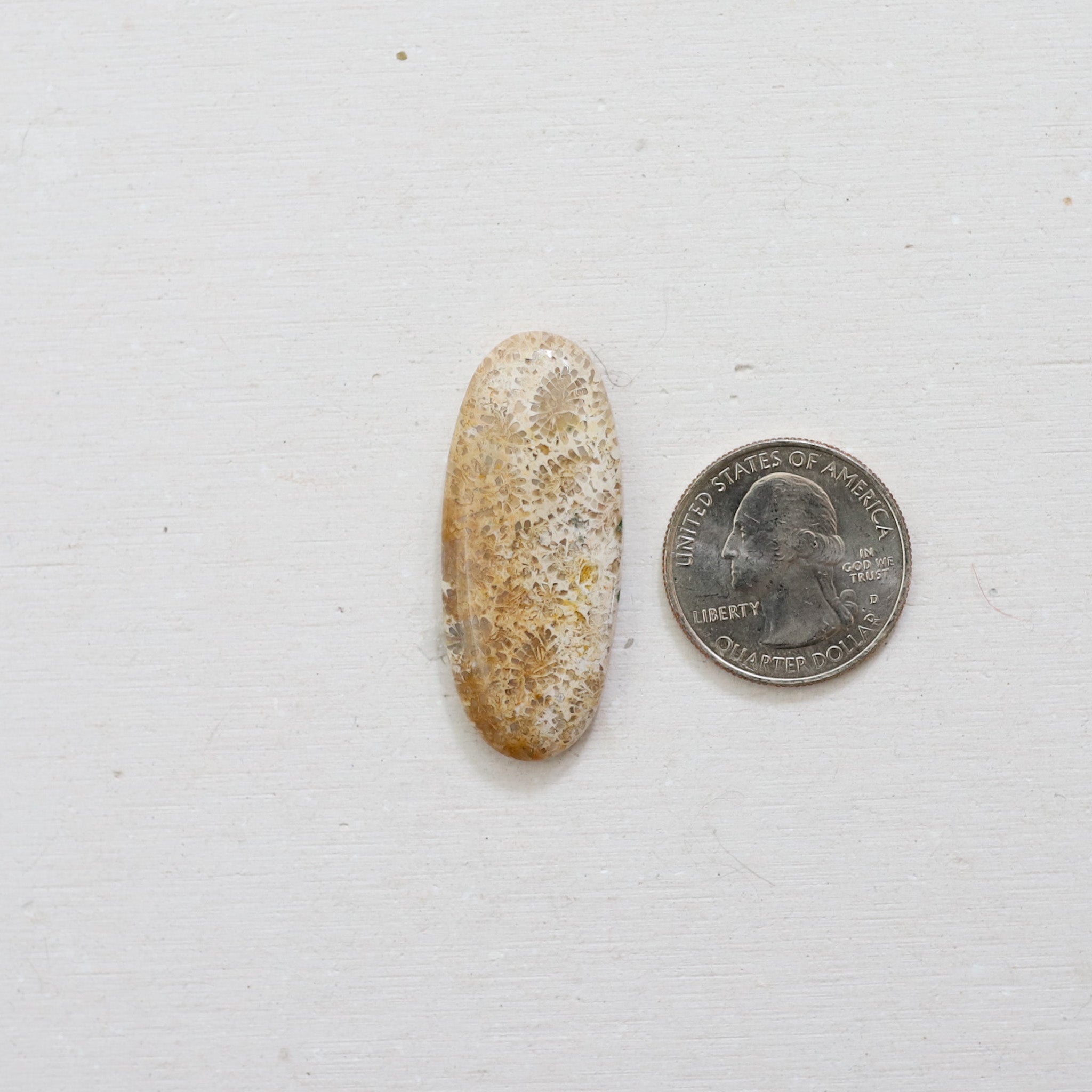 Custom Coral Fossil Ring